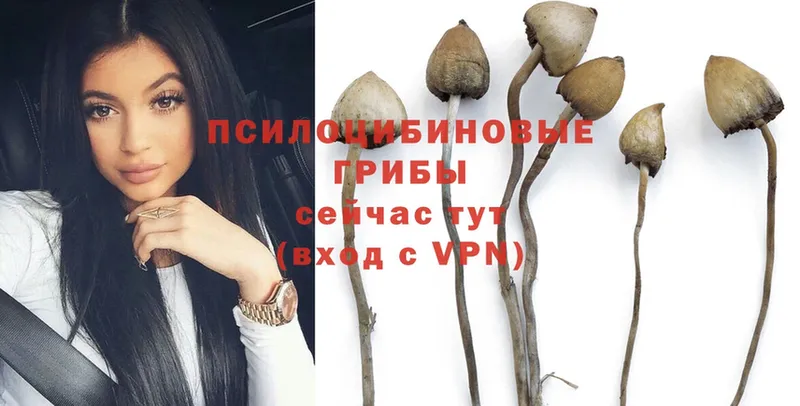 kraken зеркало  где продают   Алзамай  Галлюциногенные грибы MAGIC MUSHROOMS 